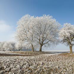 Frost covering trees and a grassy field in Bradford West Gwillimbury